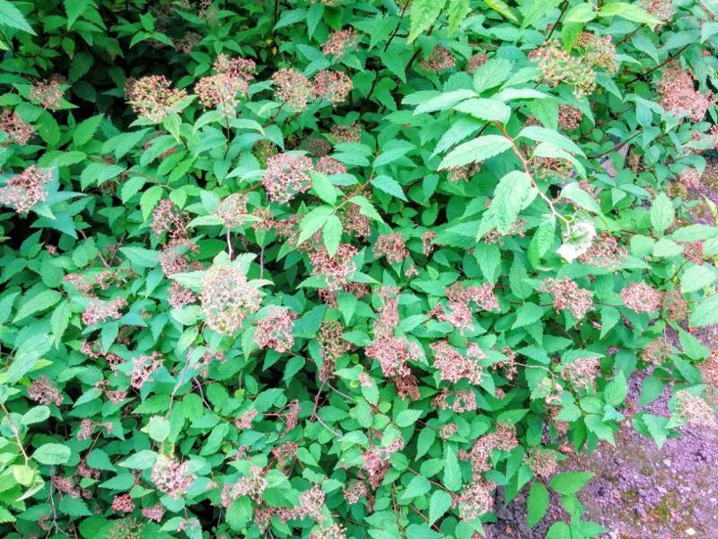 北海道大学植物園 灌木園の花９エゾノシロバナシモツケ