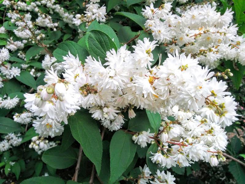 北海道大学植物園 灌木園の花１７サラサウツギ２