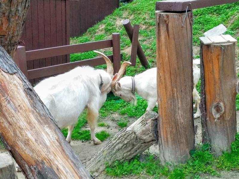 旭山動物園-ヤギ2.jpg 旭山動物園 ヤギ2
