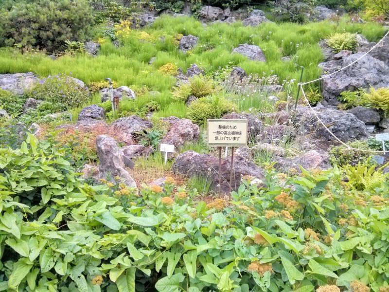 北海道大学植物園 カナディアンロックガーデン１０