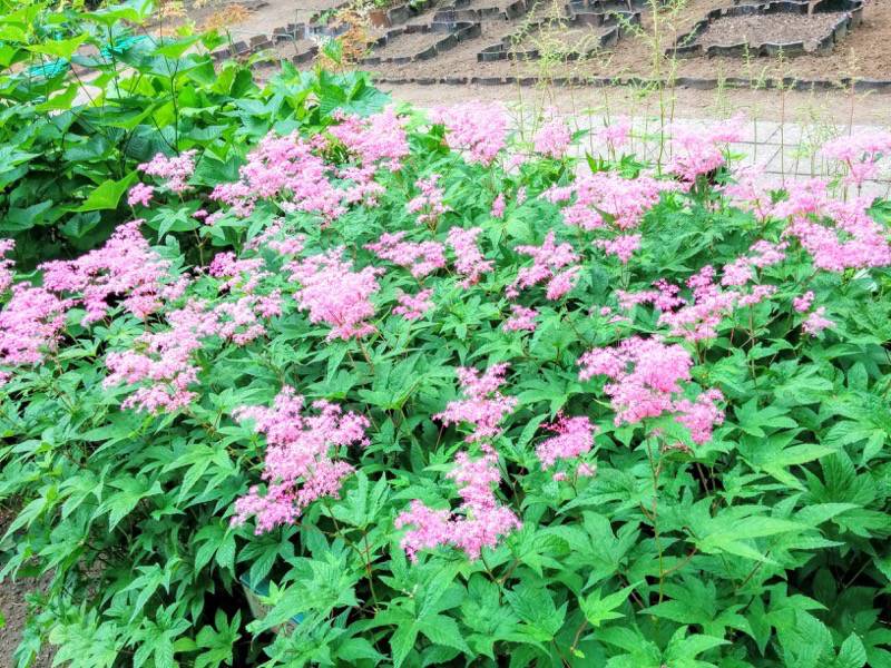 北海道大学植物園 草本分科園５エゾノシモツケソウ１