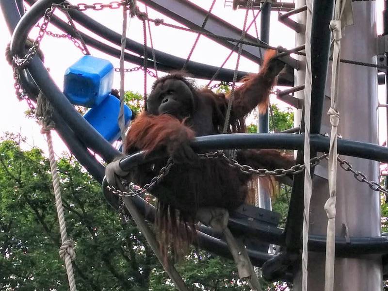 旭山動物園-オランウータン8.jpg 旭山動物園 オランウータン8
