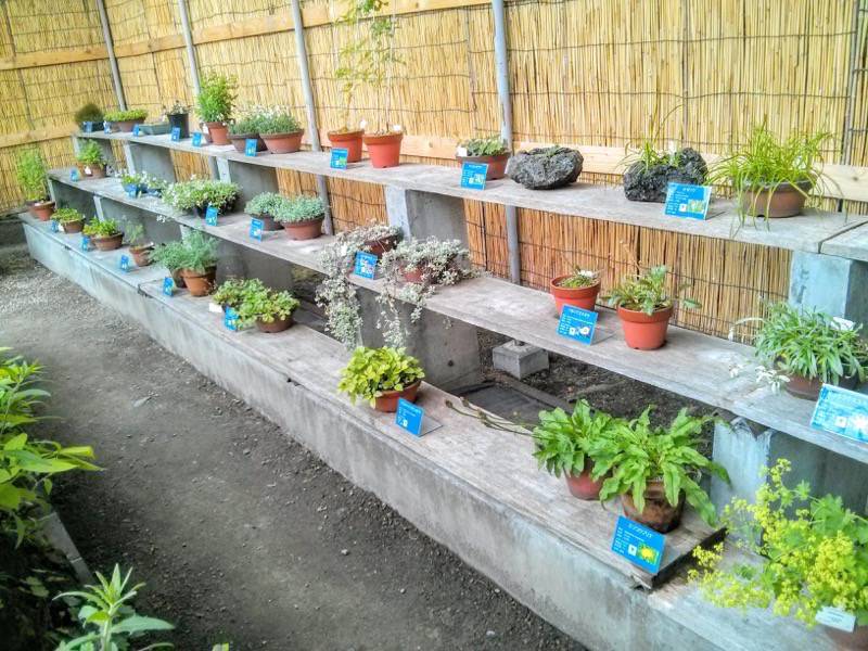北海道大学植物園-高山植物園盆栽4.jpg 北海道大学植物園 高山植物園盆栽4