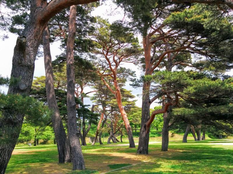 五稜郭公園-赤松1.jpg 五稜郭公園 赤松1