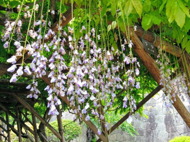 五稜郭公園-つつじ.jpg 五稜郭公園 つつじ