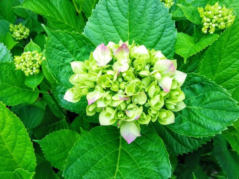 北海道大学植物園 灌木園の花１６ガクアジサイ２