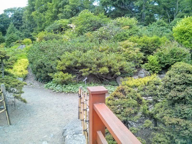 北海道大学植物園-高山植物園3.jpg 北海道大学植物園 高山植物園3