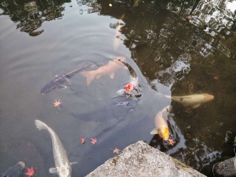南禅寺 天授庵書院南庭の鯉