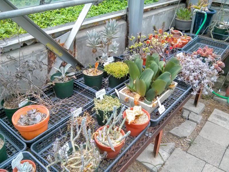 北海道大学植物園 温室園B棟２９多肉植物 ６号室
