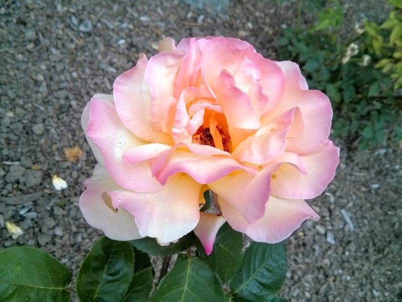 北海道大学植物園-バラ園15ピース.jpg 北海道大学植物園 バラ園15ピース