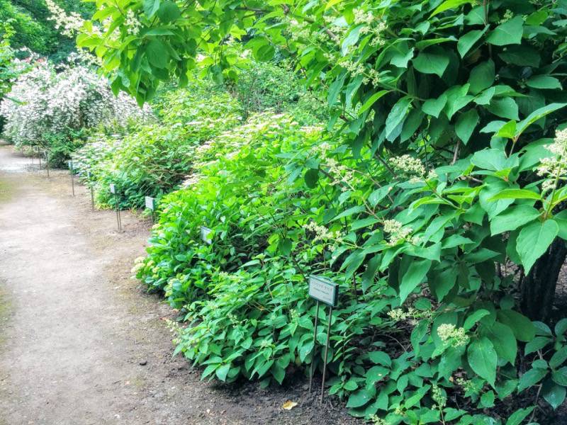 北海道大学植物園 灌木園内４