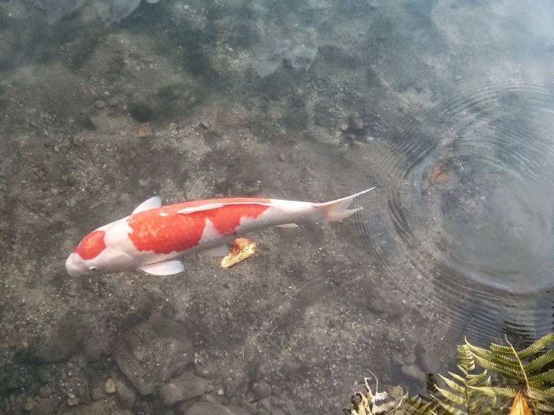 東寺 池の鯉