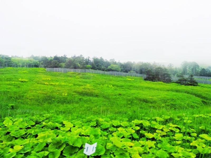 釧路〜根室-厚岸・根室間の湿原5.jpg 釧路 根室 厚岸 根室間の湿原5