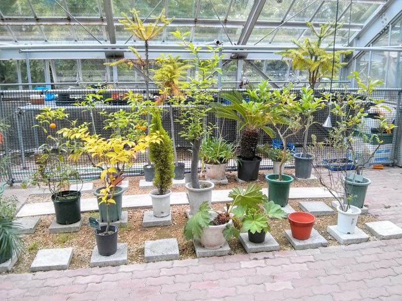 北海道大学植物園 温室園A棟２