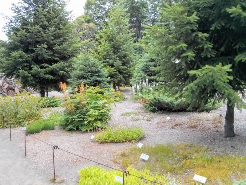 北海道大学植物園 カナディアンロックガーデン３