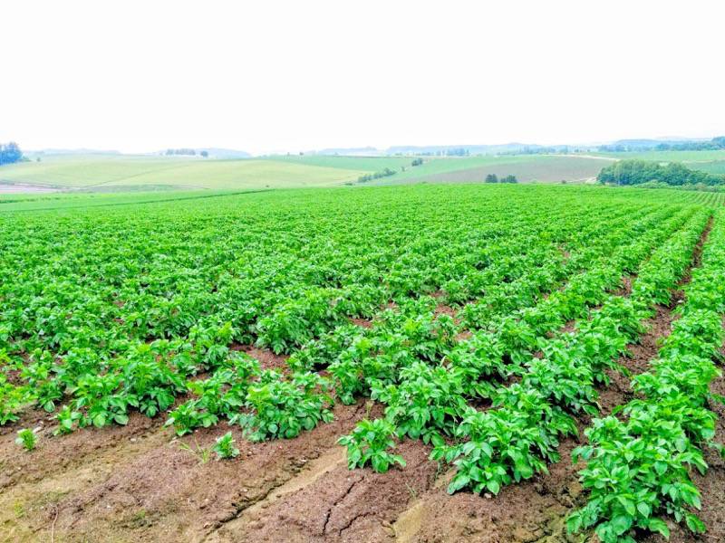 美瑛 親子の木付近の景色２