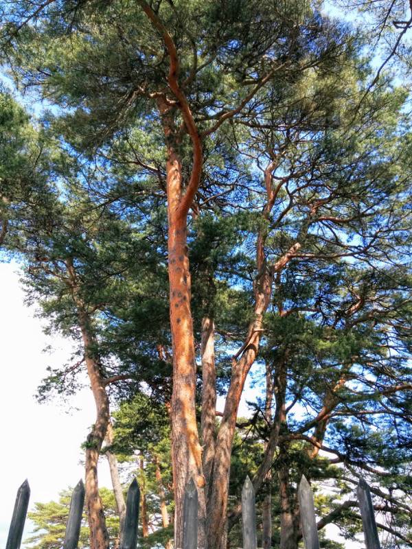 五稜郭公園-アカマツ12.jpg 五稜郭公園 アカマツ12