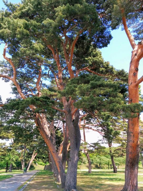 五稜郭公園-アカマツ14.jpg 五稜郭公園 アカマツ14