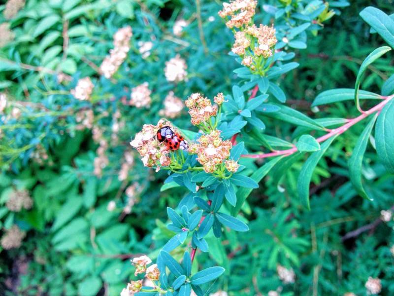 北海道大学植物園 灌木園の花８ナガバイワシモツケ１