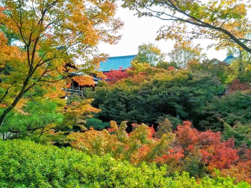 東福寺 通天橋付近の紅葉１０