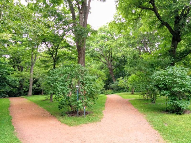 北海道大学植物園-宮部金吾記念館付近6.jpg 北海道大学植物園 宮部金吾記念館付近6