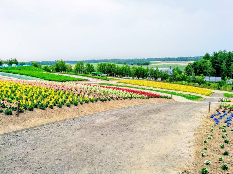 美瑛 四季彩の丘５