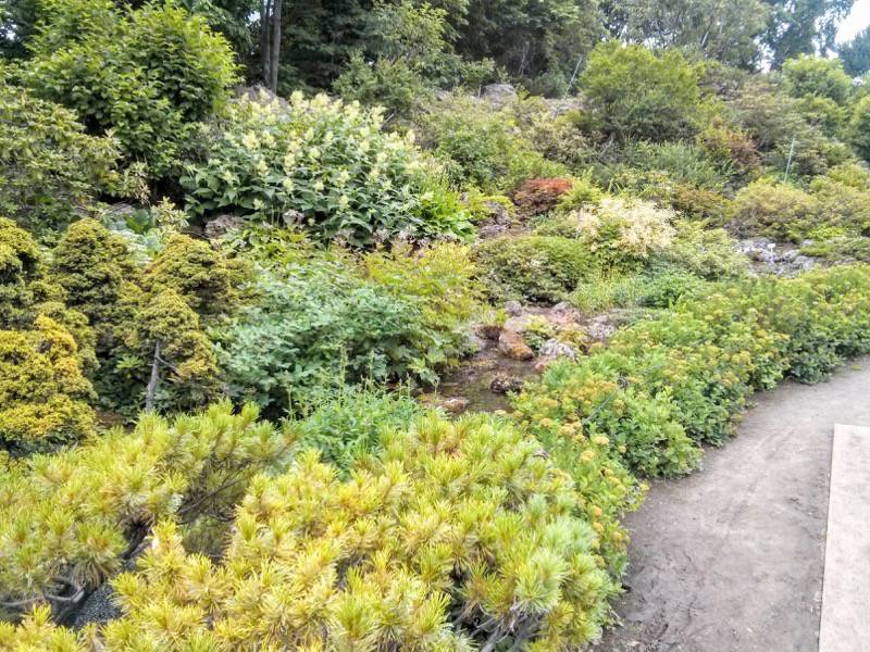 北海道大学植物園 カナディアンロックガーデン１２