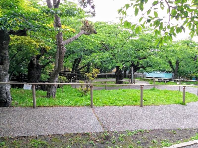 函館公園 園内歩道１０
