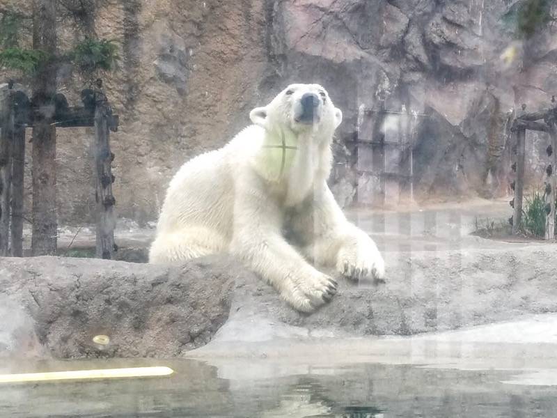 旭山動物園 ホッキョクグマ３