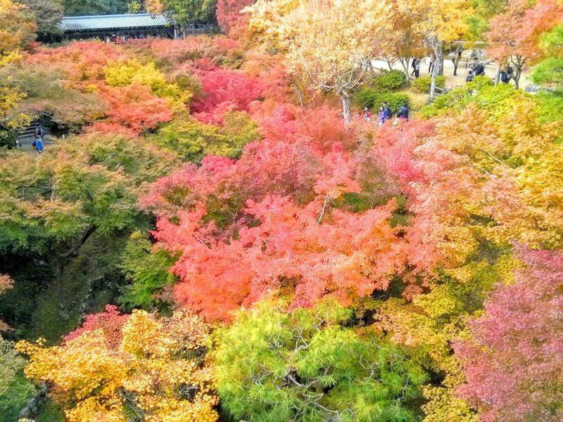 東福寺 通天橋付近の紅葉７