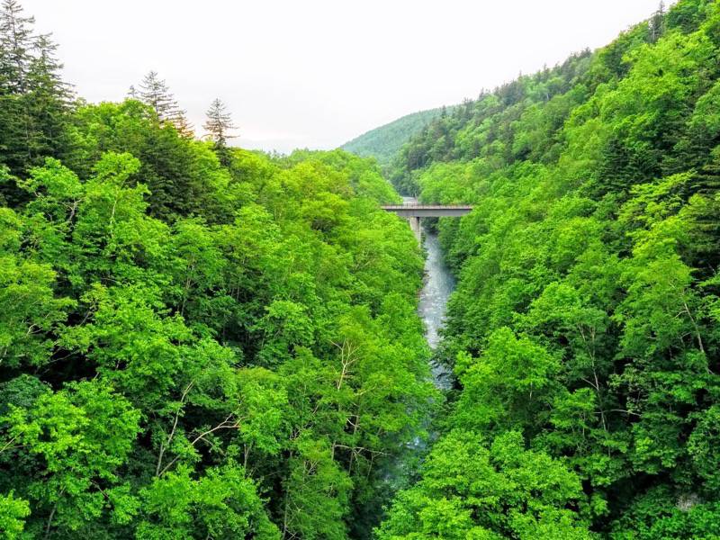 美瑛-橋からの眺め1.jpg 美瑛 橋からの眺め1