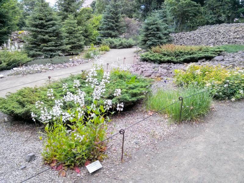 北海道大学植物園 カナディアンロックガーデン１