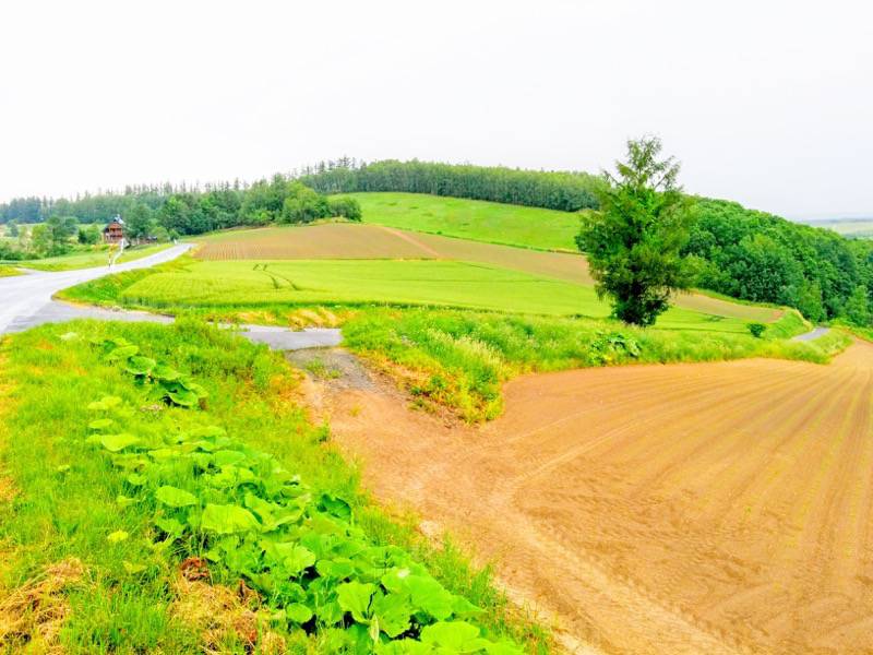 美瑛 三愛の丘１０