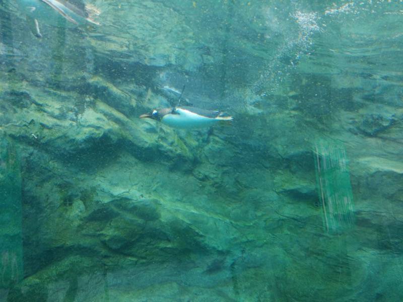 旭山動物園 ペンギン１２
