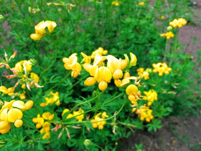 北海道大学植物園 草本分科園１９セイヨウミヤコグサ２