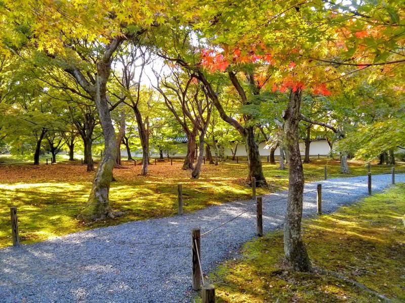 東福寺 通天橋付近の紅葉１３