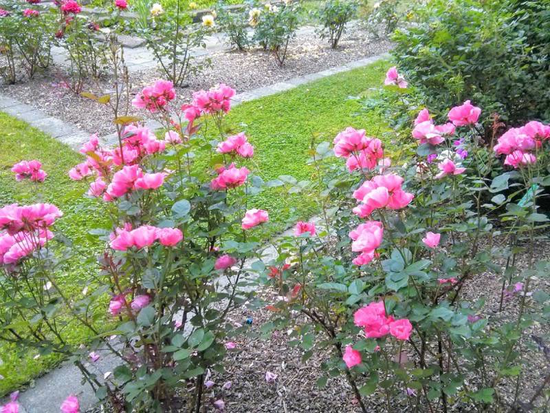 北海道大学植物園-バラ園29エルゼ・ポールセン.jpg 北海道大学植物園 バラ園29エルゼ ポールセン