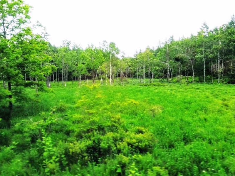 釧路〜根室-釧路の湿原.jpg 釧路 根室 釧路の湿原