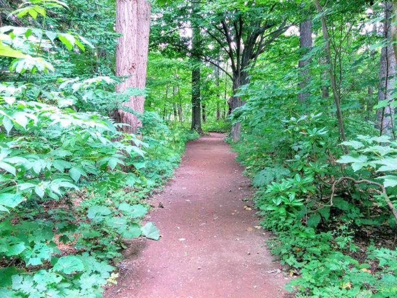 北海道大学植物園-樹木園1.jpg 北海道大学植物園 樹木園1
