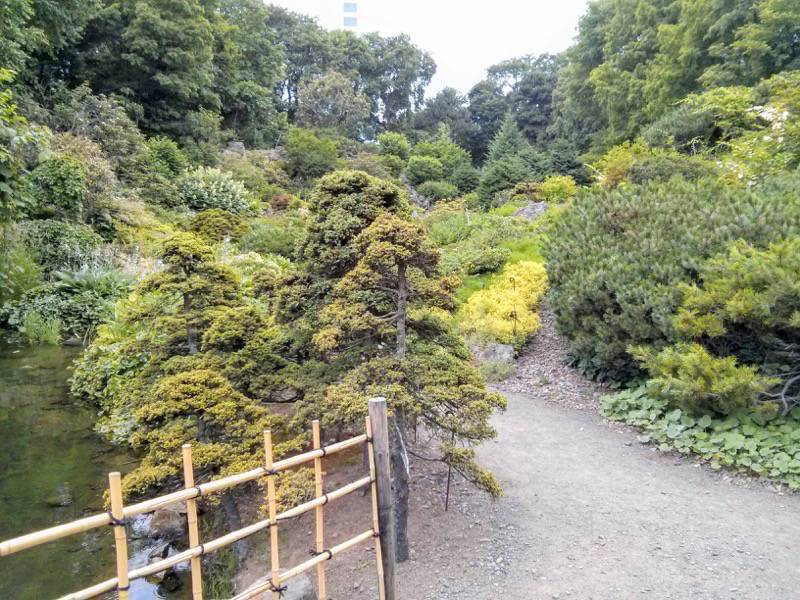 北海道大学植物園-高山植物園5.jpg 北海道大学植物園 高山植物園5