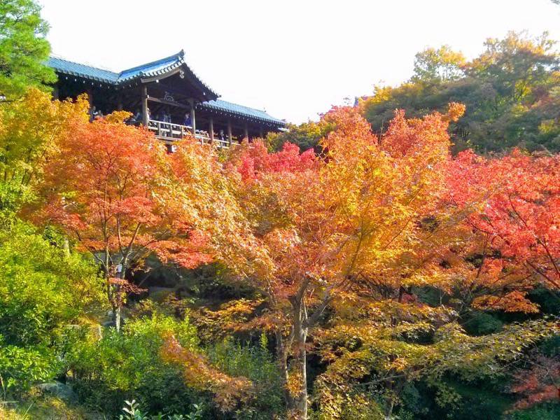 東福寺 通天橋付近の紅葉１２