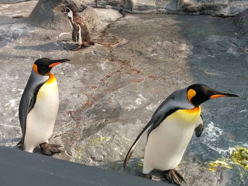 旭山動物園 ペンギン２