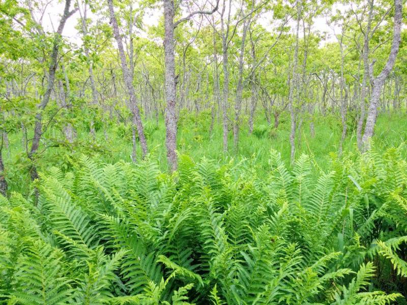 温根内木道8−9.jpg 温根内木道8−9