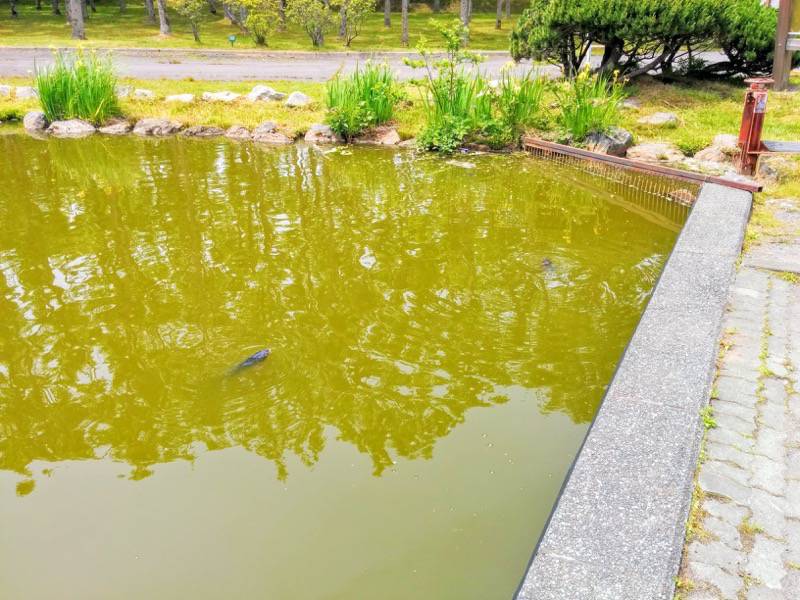 鶴ケ岱公園 ひょうたんの池の魚２