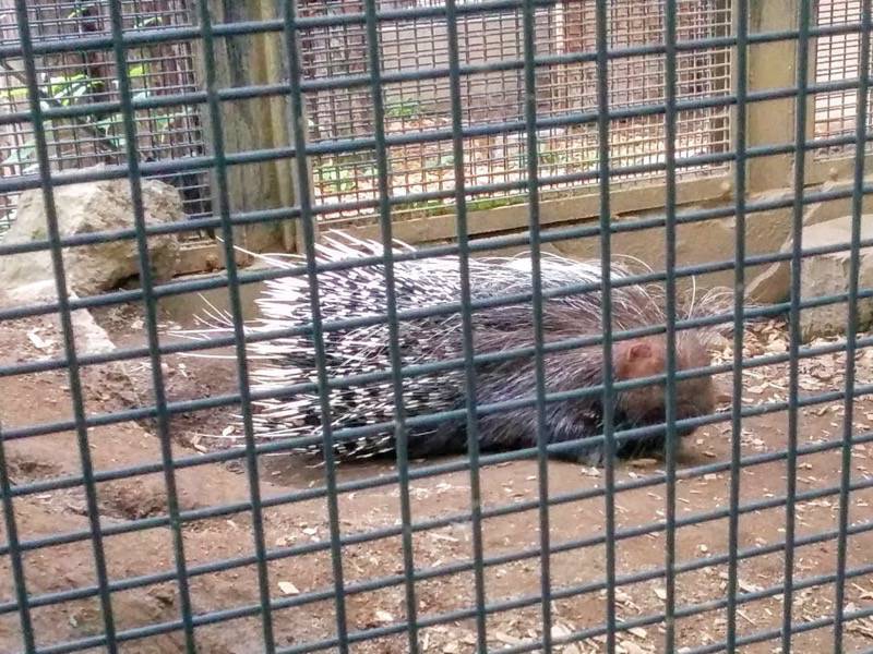 旭山動物園-アフリカタテガミヤマアラシ.jpg 旭山動物園 アフリカタテガミヤマアラシ