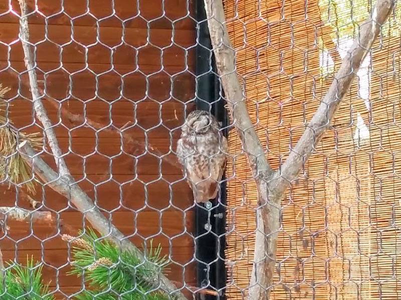 旭山動物園-キンメフクロウ.jpg 旭山動物園 キンメフクロウ