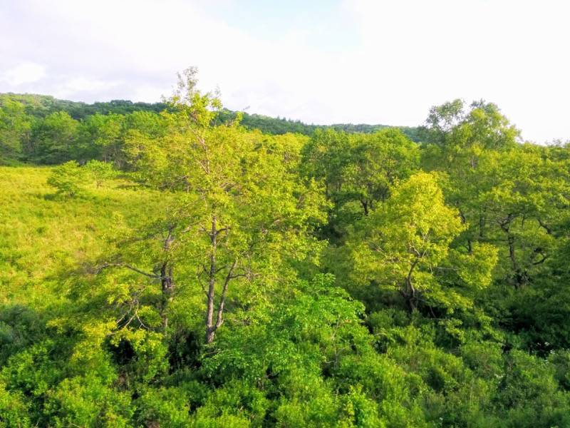 釧路〜根室-厚岸・根室間の湿原3.jpg 釧路 根室 厚岸 根室間の湿原3