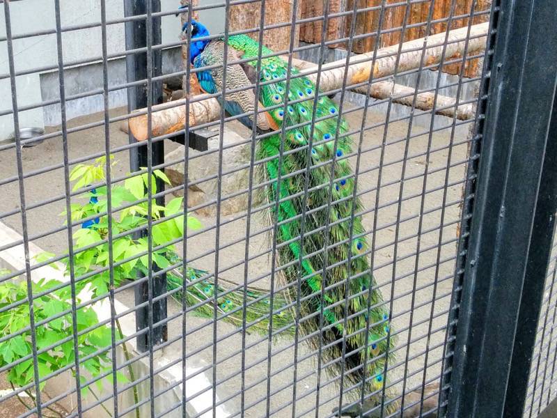 旭山動物園-インドクジャク2.jpg 旭山動物園 インドクジャク2