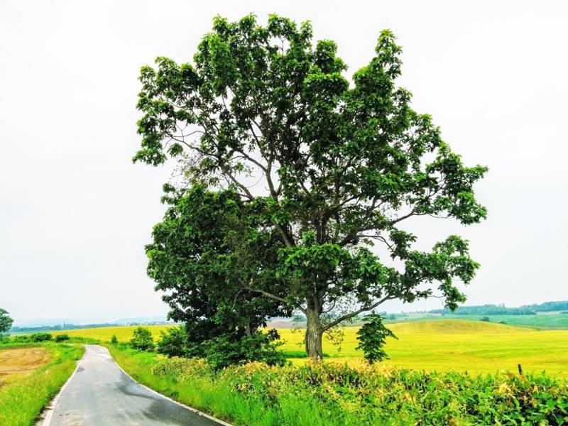 美瑛 親子の木１