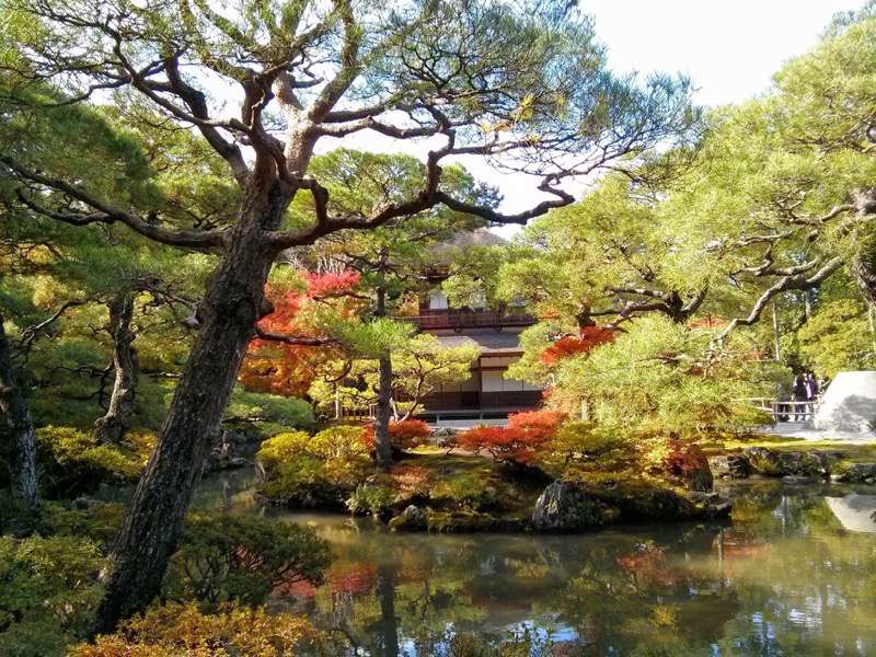 銀閣寺-庭園内の木々2.jpg 銀閣寺 庭園内の木々2